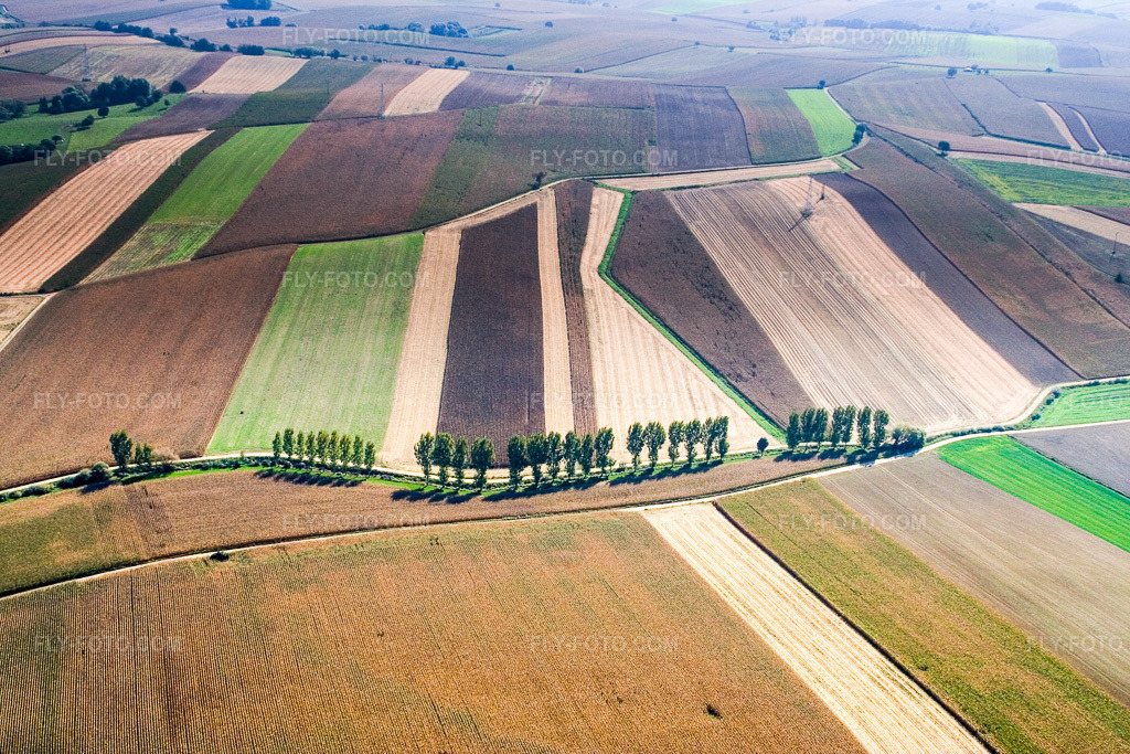 Aerial view: A row of trees along a country road at the edge of a field in Niederlauterbach in the state Bas-Rhin, France.Photo: IMG_13568.jpg taken on 09/28/2008 by Werner Riehm/FLY-FOTO.comResolution of the original: 3456 x 2304 px