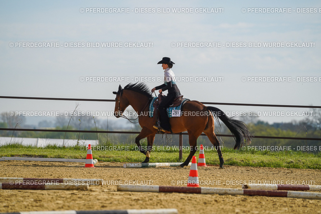 DSC01237 | Pferdegrafie