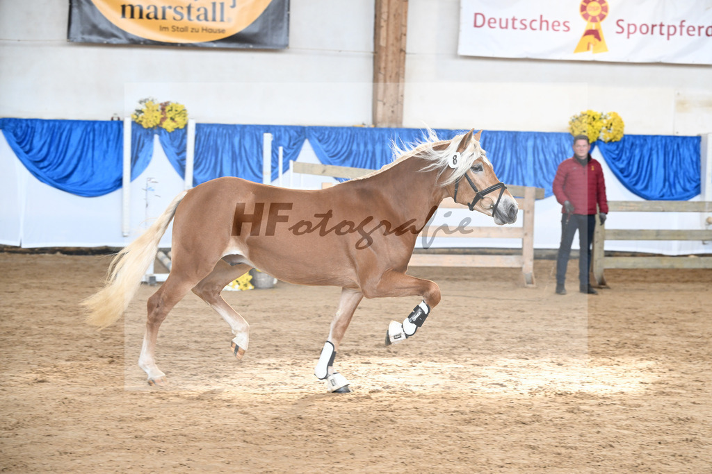 Kat-Nr. 8 Angelo Mio v. Amore Mio_Brielmeier_48250214 | hf-fotografie - Realisiert mit Pictrs.com