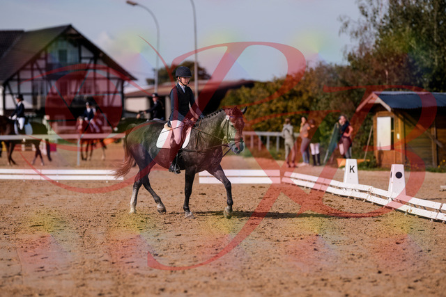 2026_10_03_Siefer-Hof_120023_Z81_01922333 | Professionelle Reitsport-, Turnier- und Eventfotografie von Robert Broda. Galerien mit ausgewählten und bearbeiteten Bildern direkt online ansehen und bestellen.
