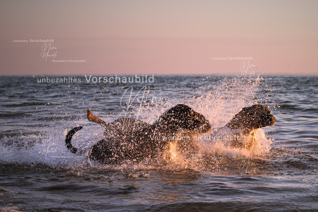 _16A7412-1 | Einzigartige Fotos von Hunden & Menschen –Actionfotos, Portraits, Vereinsaufnahmen & Paarshootings – authentisch, lebendig & mit Herz.