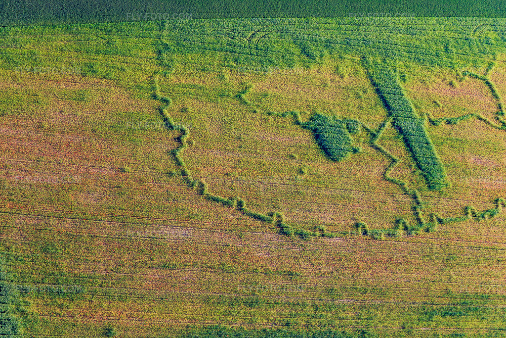 Aerial view: Archaeological traces through growth differences in the cornfield in Wintzenbach in the state Bas-Rhin, France. – Photo: IMG_115033.jpg taken on 06/01/2019 by Werner Riehm/FLY-FOTO.com – Resolution of the original: 5472 x 3648 px