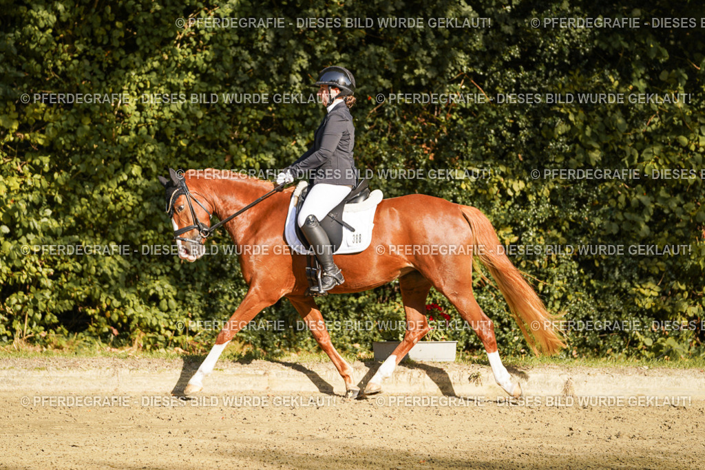 DSC06032 | Pferdegrafie