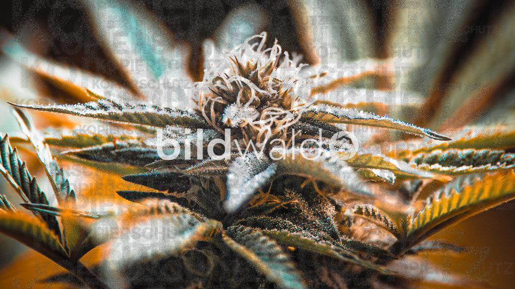 dope-4230-29 | BILDWALD - eine Auswahl an Bildern von Thomas Perrotton zum bestellen und genießen. Alle Bilder von Thomas Perrotton - Alle Bilder mit einer SONY Kamera gemacht - SONY TAMRON SIGMA PHOTOSHOP LIGHTROOM BILDWALD Online kaufen Bilderwald Wandbilder - Realisiert mit Pictrs.com