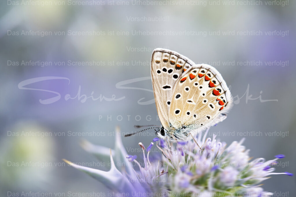 Bläuling auf Distelblüte | Ein Bläuling Schmetterling sitzt auf einer Distelblüte. Weiches pastelliges Licht - Realisiert mit Pictrs.com