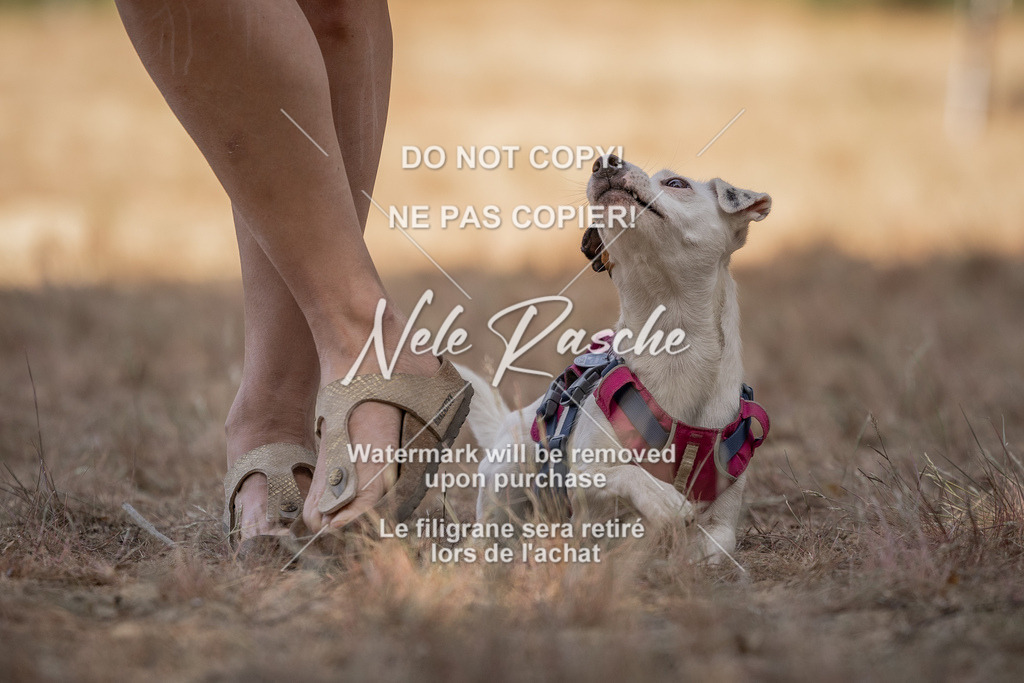 nelerasche_soDD2_221 | nelerasche