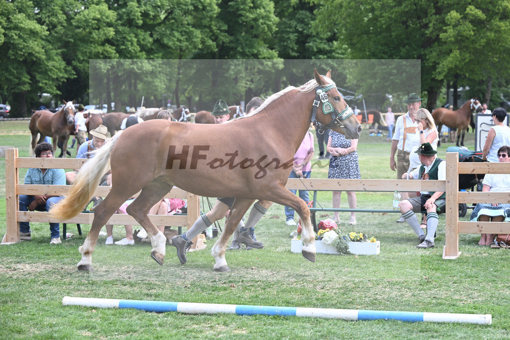 Kat-Nr. 46 Mirabella_Hartl_20230731 | hf-fotografie - Realisiert mit Pictrs.com