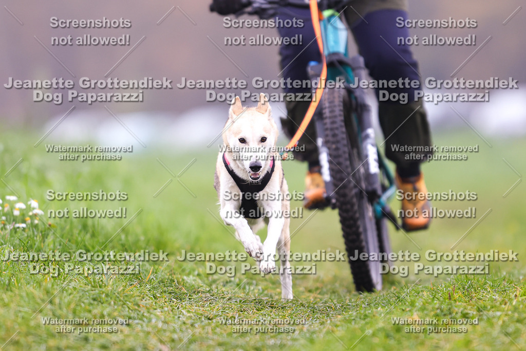 Dog Paparazzi - Visbeck 25 -244 | Dog Paparazzi Jeanette Grottendiek Fotografie & Videografie - Realisiert mit Pictrs.com
