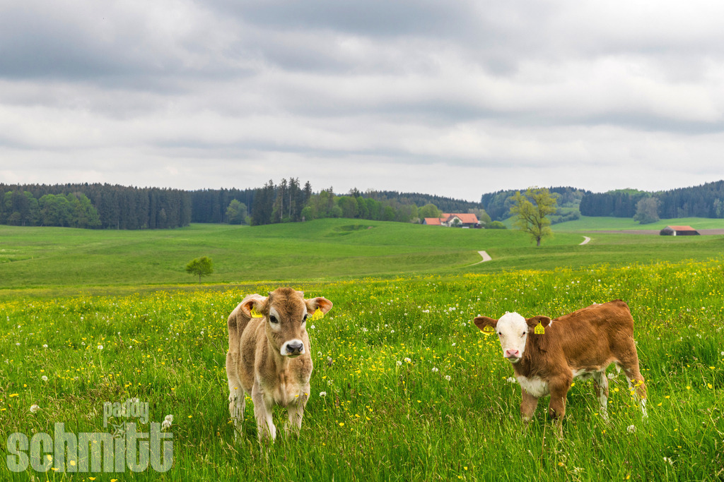 PS-Tiere-2026-62 | Entdecke die größte Bildgalerie der Region mit Fotografien aus dem Allgäu, der Bodenseeregion, Oberschwaben, dem Donautal und der Schwäbischen Alb. Landschaften, Luftaufnahmen und Reisefotografie als Wandbild und Fotokunst. - Realisiert mit Pictrs.com