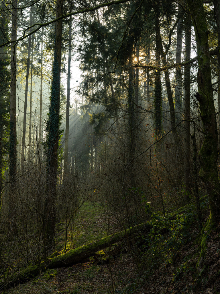 Waldatmosphäre #1 | Die heimischen Wälder nutze ich oft für einen kleinen Spaziergang. An diesem Morgen faszinierte mich die Atmosphäre besonders. - Realisiert mit Pictrs.com