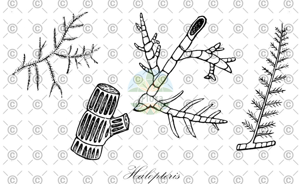 HistAbb_wfo-0000873738_1_ENZY_Simple | Historische Abbildung von Halopteris - Stypocaulaceae (0) | Historical Illustration of Halopteris - Stypocaulaceae (0)