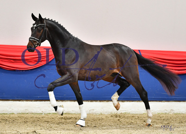 84 DE431310657920 HM Best of Gold - Dancier - WeltmeyerDSC_0003_s | <meta name="description" content="★Offizieller Merchandise und Foto-/Videostore des Oldenburger Verbandes.★ ✅Jetzt auch digital Ausdrucke erhältlich." />
<meta name="keywords" content="Merchandise Foto-/Videostore Oldenburger Verband Photographie 