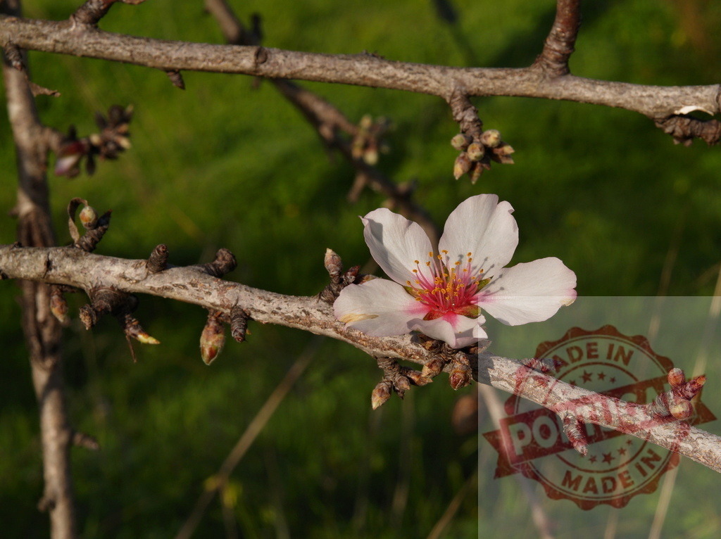 Almond tree flower blooming in spring | Beautiful almond tree flower blooming on a branch in spring - Realized with Pictrs.com
