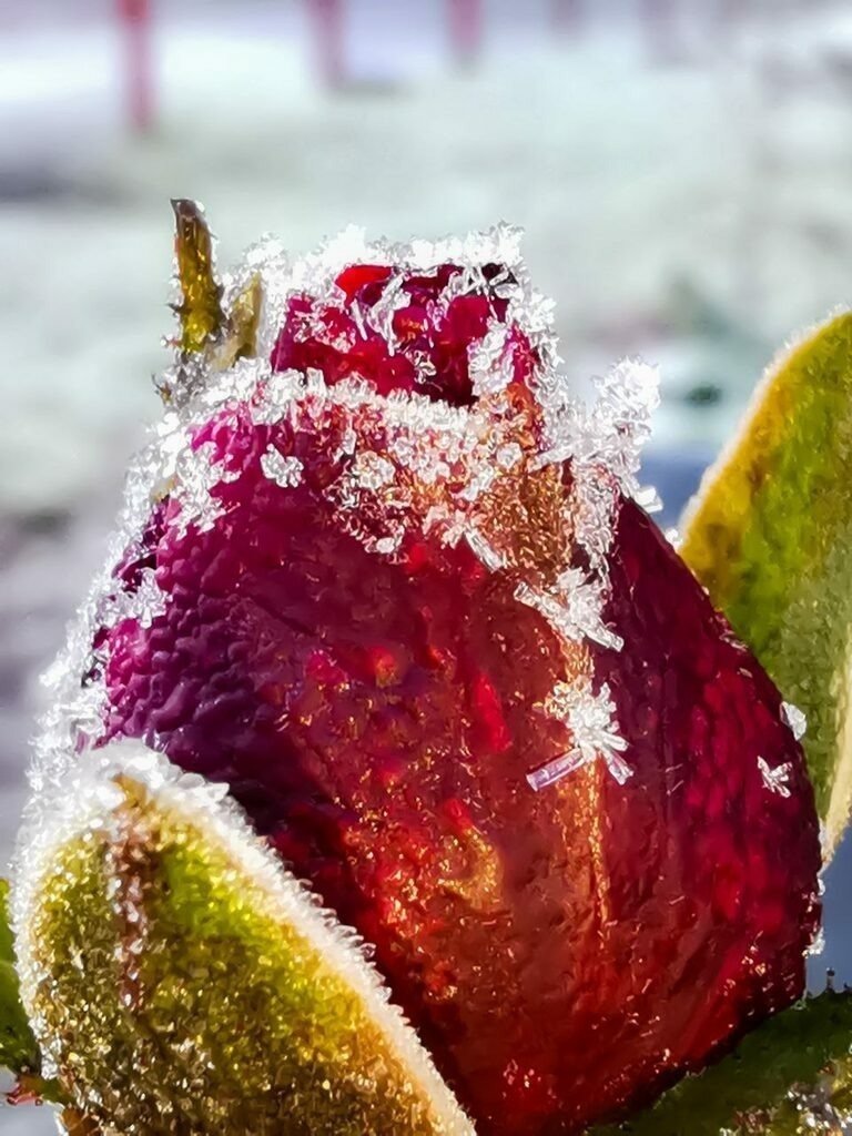 PSX_20221209_233958 | mtkfoto_ - Realisiert mit Pictrs.com