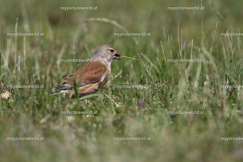 Bluthänfling-066 | Das Bilderarchiv über Tiere, Planzen und Landschaften. In der Bilddatenbank finden Sie ein große Auswahl an hochwertigen Bilder für Ihre Werbung - Realized with Pictrs.com