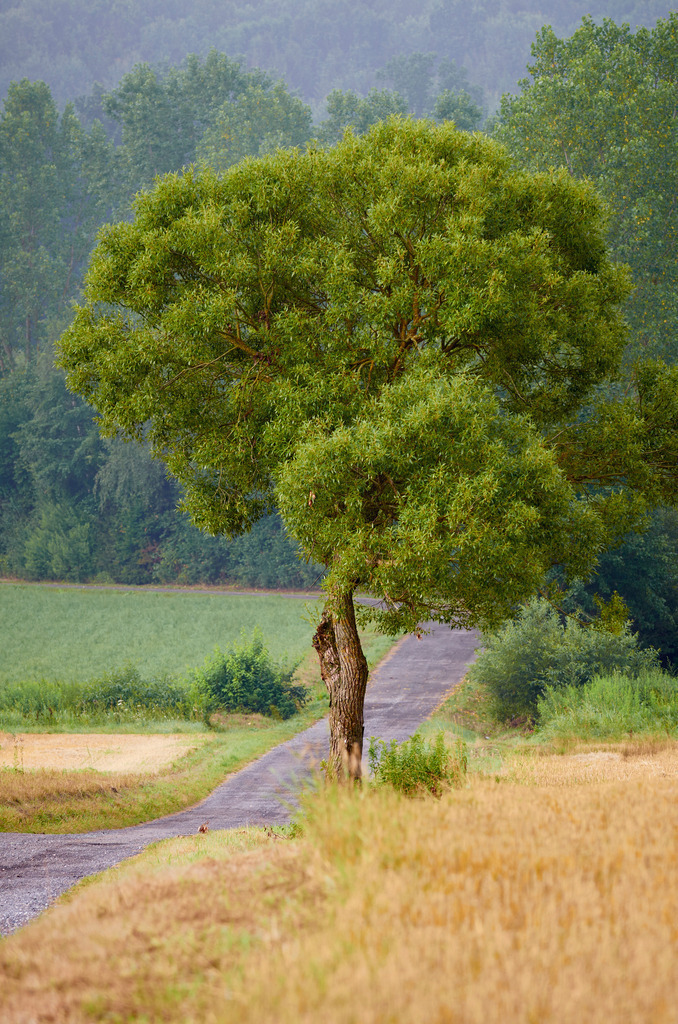 Weg durch Landschaft | Rauchwart, Austria - July 14, 2012: Weg durch Landschaft mit einem großen Baum im Vordergrund. - Realisiert mit Pictrs.com