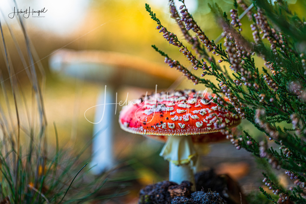 DSC00685 | Landschaftsfotografie, Naturfotografie - Realisiert mit Pictrs.com