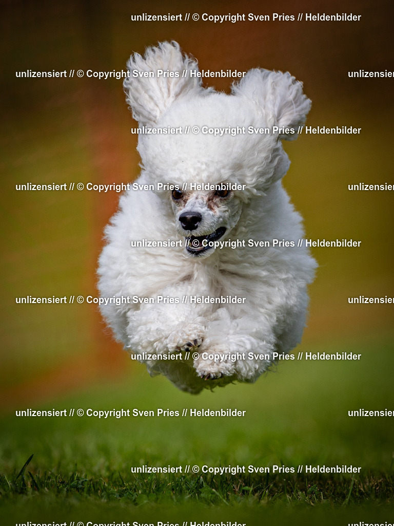 Sven Pries | 2024-09-22 - Hunderennen Baden-BadenPudelverein - Realisiert mit Pictrs.com