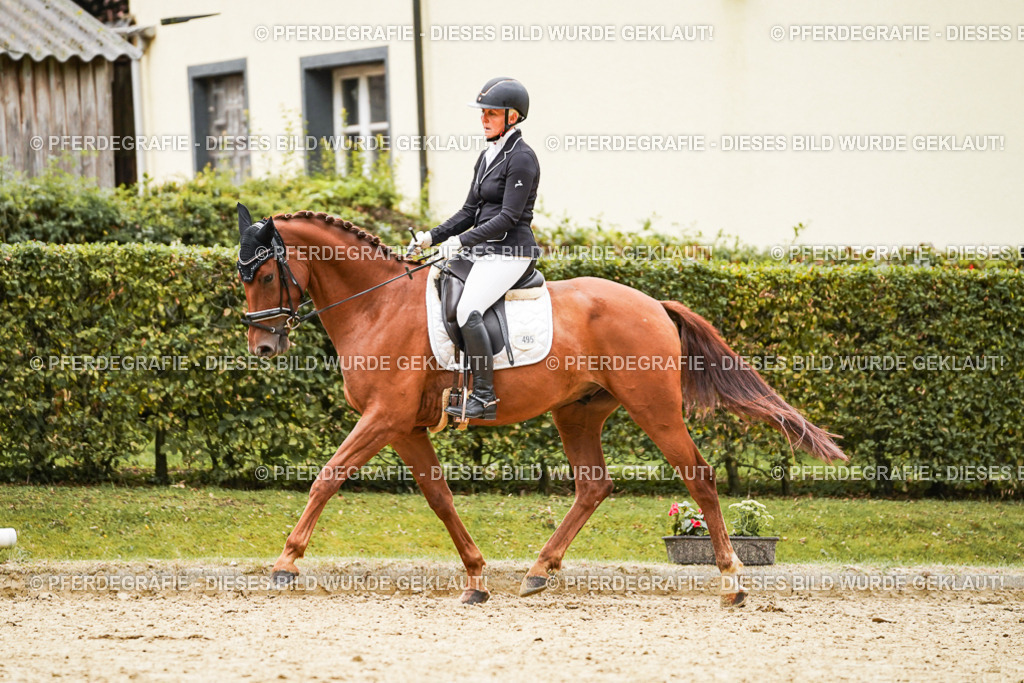 DSC08386 | Pferdegrafie