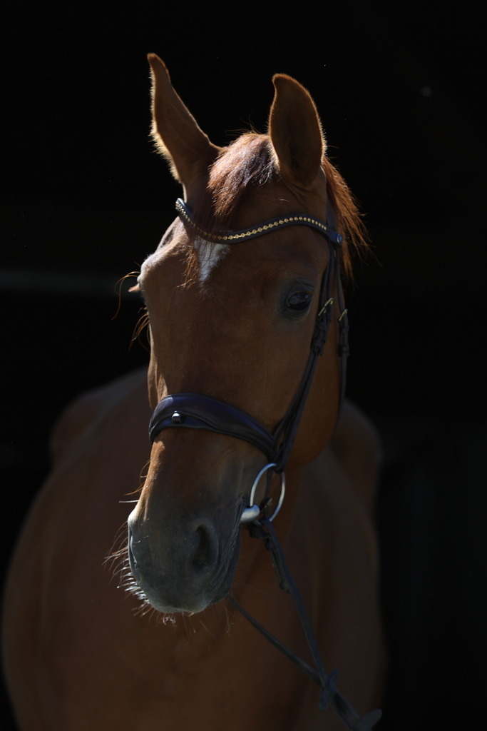 0P6A8946 | Willkommen bei Brunnmayr - Design & Fotografie – Ihrem Spezialisten für Reitturniere und Pferdeveranstaltungen in Oberösterreich, Salzburg und Bayern! Seit über 17 Jahren sind wir leidenschaftlich dabei.