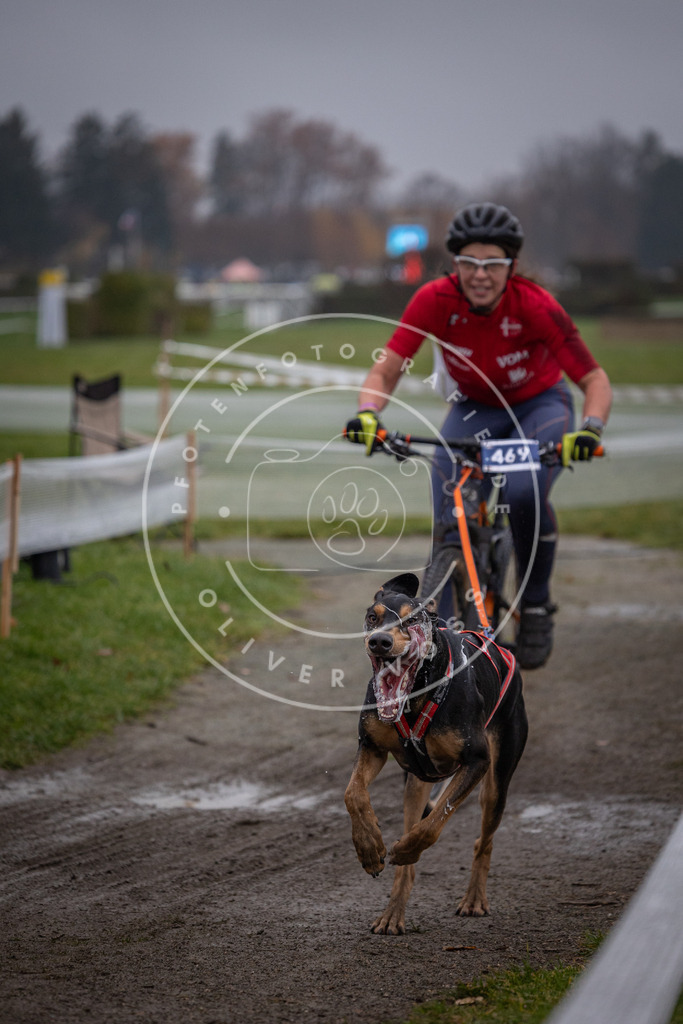 CaniXpix_0L8A1442 | Hundefotografie, Tierfotograf, Pfotenfotografie, Fotoshooting Hund, Hunde Portrait, Hundesport, Hundeportraits, Heideshooting, Hunde, Sportfotograf, Hundefotograf, Turnierhundsport, THS,  - Realisiert mit Pictrs.com