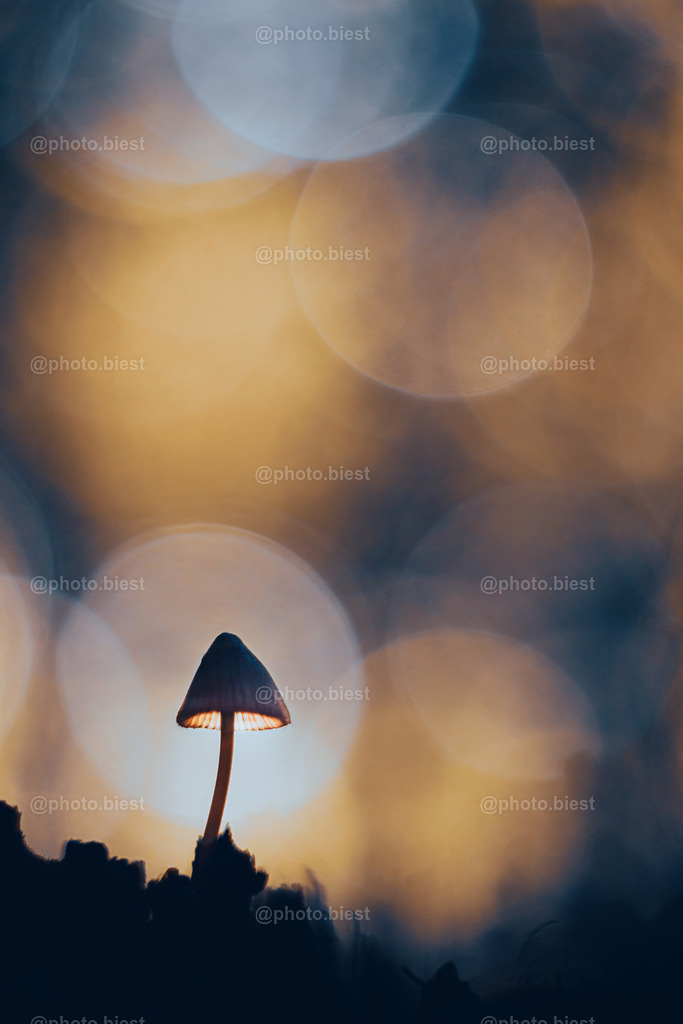 Das Leuchten im Walde | Ein kleiner, leuchtender Helmling auf dem Waldboden. - Realisiert mit Pictrs.com