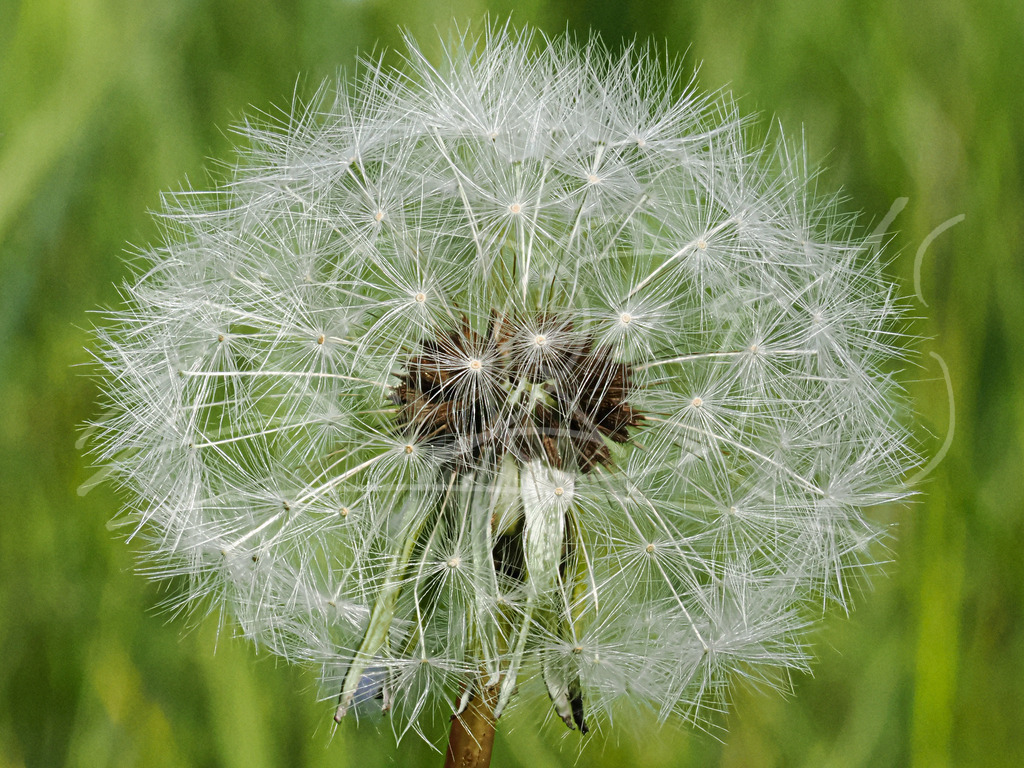 Pusteblume | Naturschönheiten aus Deutschland. Pflanzen und Tiere, Insekten und Naturschauspiele. Alle schönen Details, die uns umgeben, fotografiert von Michi Moc.  - Realisiert mit Pictrs.com