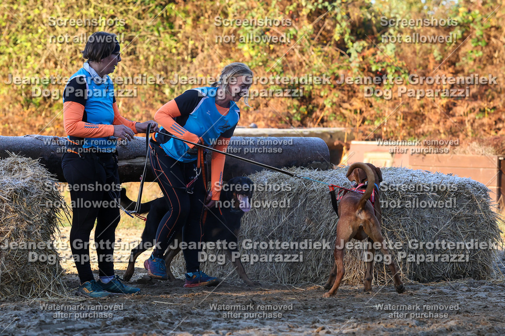 Dog Paparazzi - Strongdog 10-25-619 | Dog Paparazzi Jeanette Grottendiek Fotografie & Videografie - Realisiert mit Pictrs.com