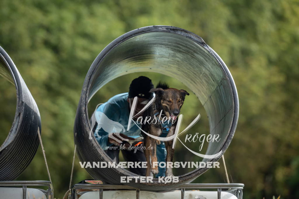 0955_ZZ91603 | kk-dogfotos