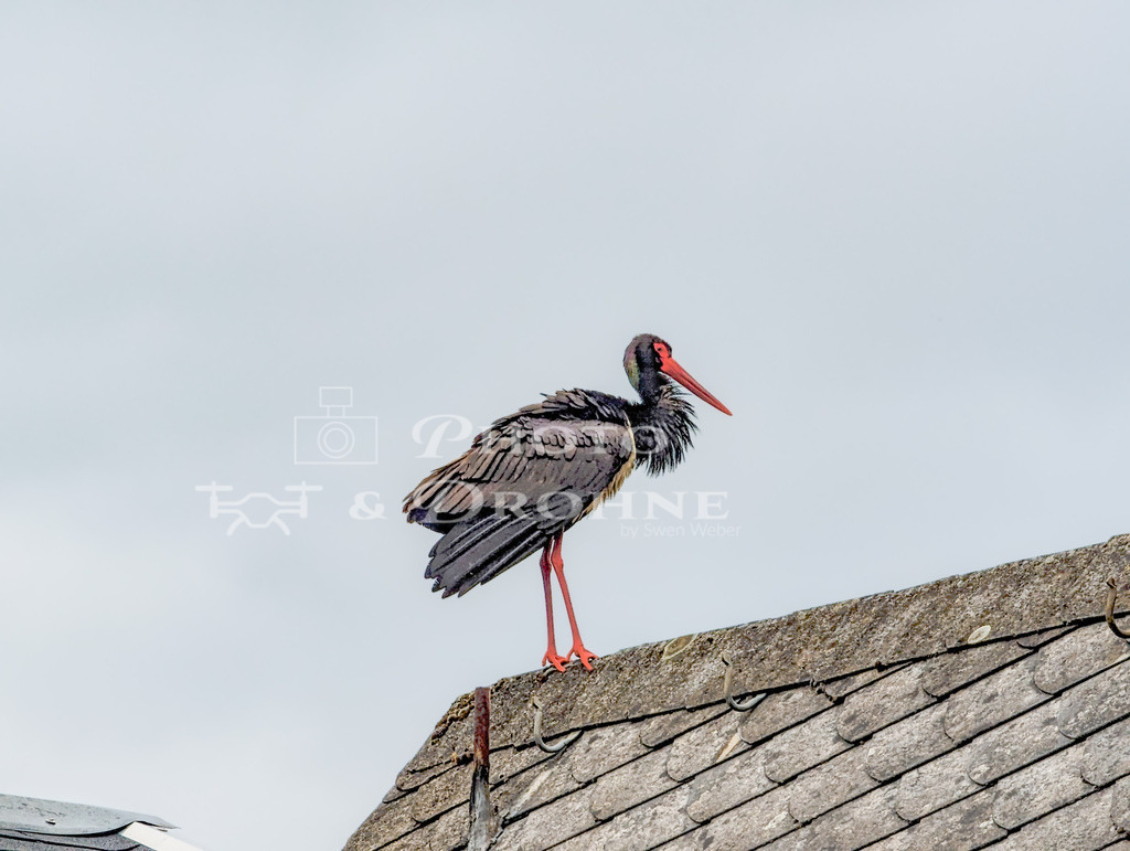 0001_schwarzstorch_PXL_20240529_075631028-Verbessert-SR_8160 x 6144_ | Ein Schwarzstoch, ein eher sltenes Exemplar in der Storchenfamilie, auf einem Hausdach bei bewölktem Himmel. - Realisiert mit Pictrs.com