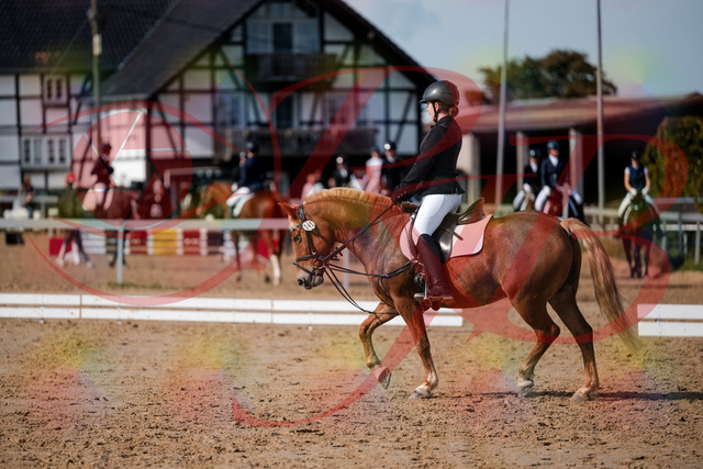 2026_10_03_Siefer-Hof_122027_Z63_42986554 | Professionelle Reitsport-, Turnier- und Eventfotografie von Robert Broda. Galerien mit ausgewählten und bearbeiteten Bildern direkt online ansehen und bestellen.