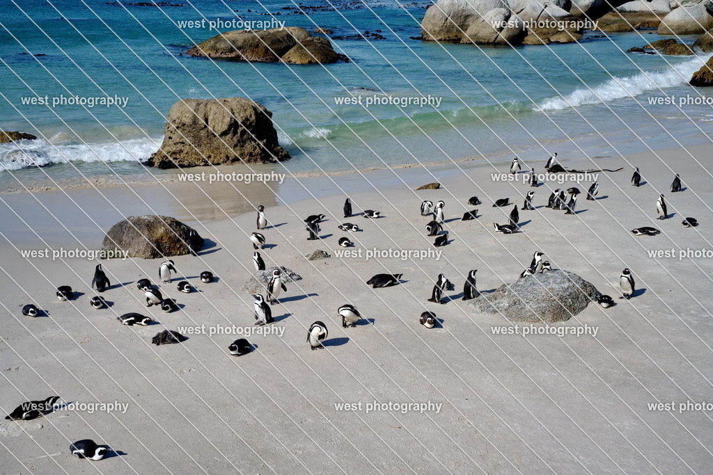 Boulders Beach - RSA 2025 | west photography - Realisiert mit Pictrs.com