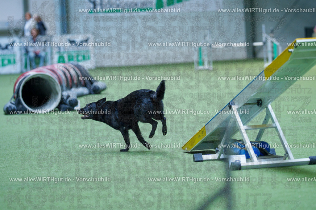 @allesWIRTHgut_Tierfotografie - www.allesWIRTHgut.de - 2604251432-7R504939 | Professionelle Tierfotografie in Mönchengladbach von Daniel Wirth (allesWIRTHgut). Liebevolle & natürliche Bilder von Hunden & Katzen für unvergessliche Erinnerungen.