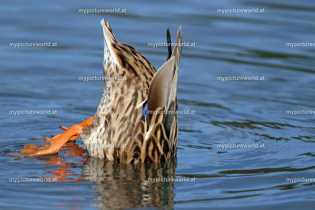 Stockente-148 | Das Bilderarchiv über Tiere, Planzen und Landschaften. In der Bilddatenbank finden Sie ein große Auswahl an hochwertigen Bilder für Ihre Werbung - Realisiert mit Pictrs.com