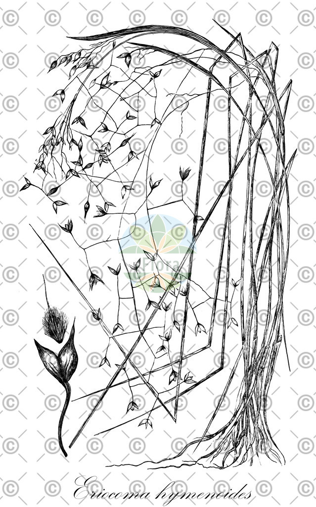 HistAbb_wfo-0000674365_1_ENZY_Simple | Historische Abbildung von Eriocoma hymenoides - Poaceae | Historical Illustration of Eriocoma hymenoides - Poaceae