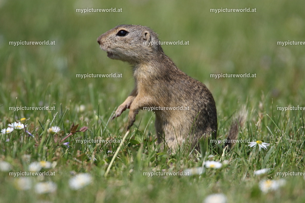 Ziesel-188 | Das Bilderarchiv über Tiere, Planzen und Landschaften. In der Bilddatenbank finden Sie ein große Auswahl an hochwertigen Bilder für Ihre Werbung - Realisiert mit Pictrs.com