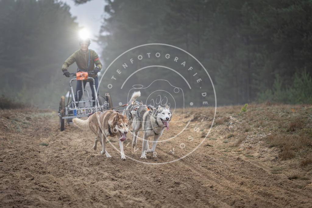 Pfotenfotografie_DV3A0667 | Hundefotografie, Tierfotograf, Pfotenfotografie, Fotoshooting Hund, Hunde Portrait, Hundesport, Hundeportraits, Heideshooting, Hunde, Sportfotograf, Hundefotograf, Turnierhundsport, THS,  - Realisiert mit Pictrs.com