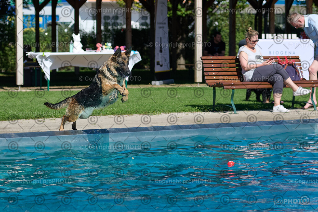 095_202509_4Hundebadetag_NZ9_2425 | proPHOTO - Realisiert mit Pictrs.com