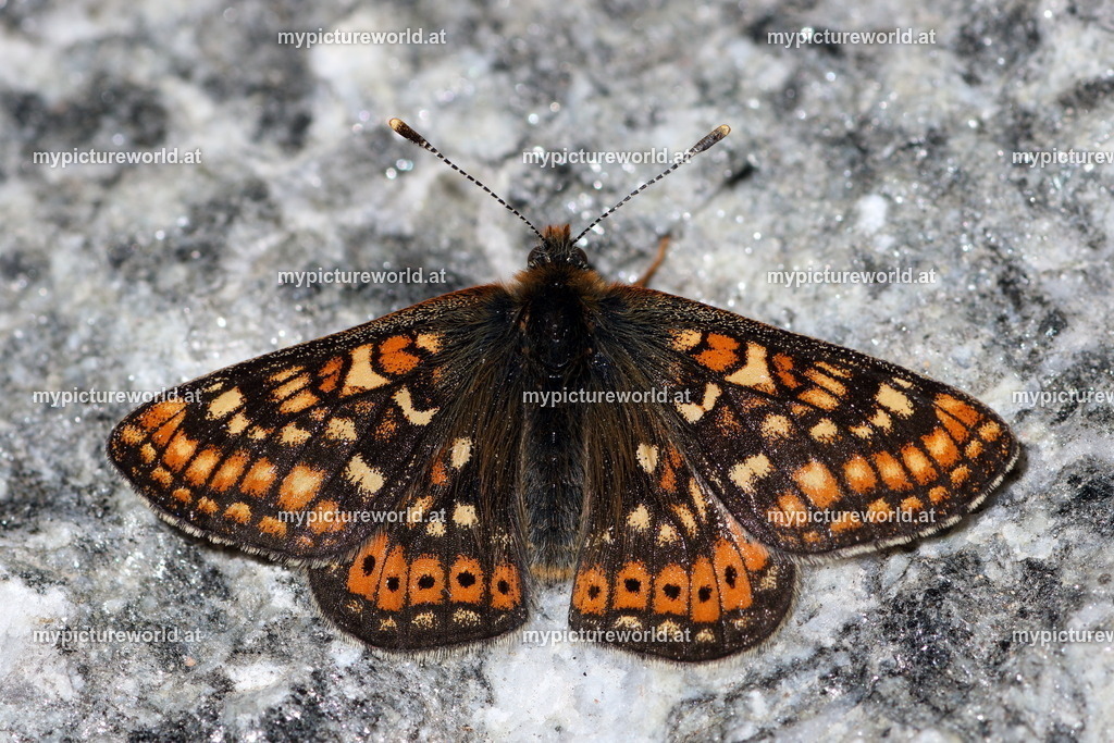 Euphydryas aurinia-007 | Das Bilderarchiv über Tiere, Planzen und Landschaften. In der Bilddatenbank finden Sie ein große Auswahl an hochwertigen Bilder für Ihre Werbung - Realized with Pictrs.com