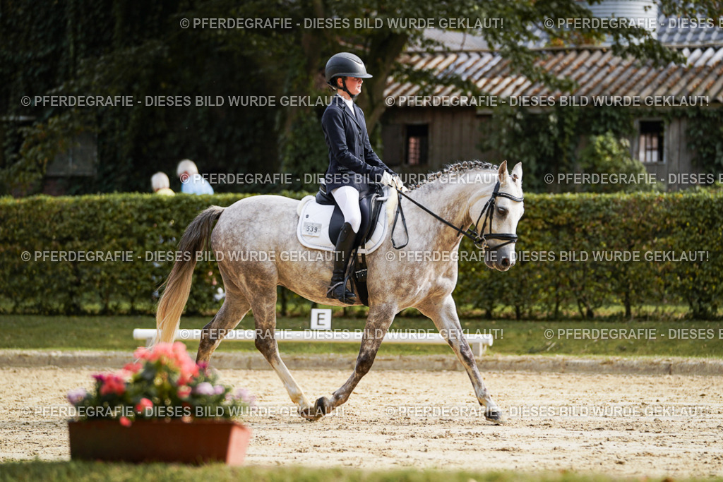 DSC04870 | Pferdegrafie