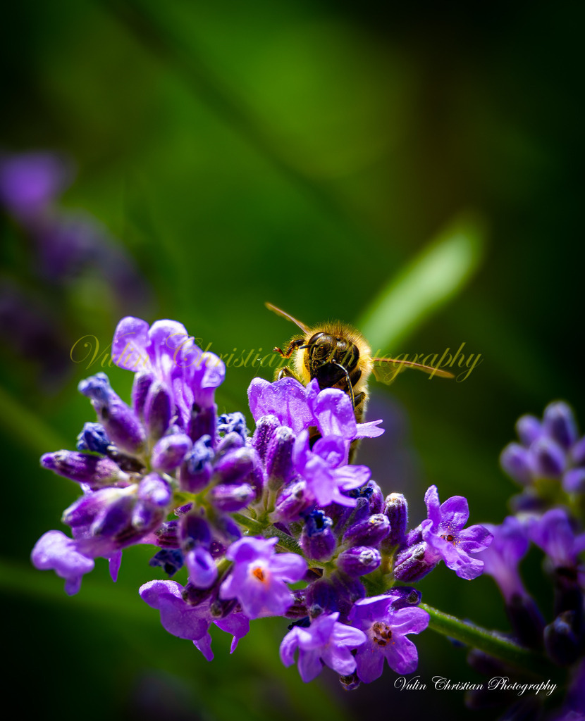 Macro 14 | Christian Vulin  - Realisiert mit Pictrs.com