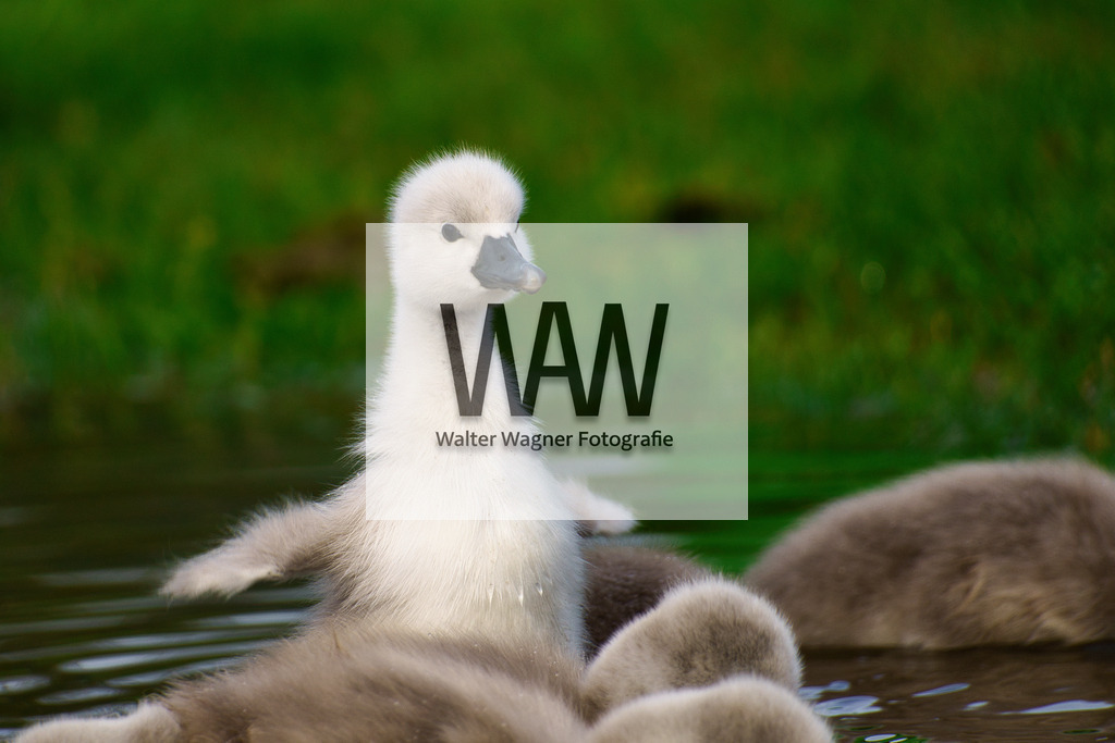 Jung Schwan  | walter-wagner-fotografie