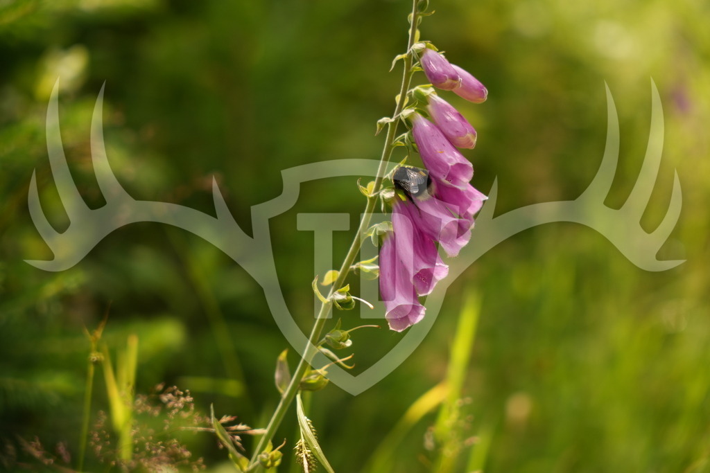 DSC08930 | Fotogalerie der Treibjagd im Dunkelwald - Dein MTB Etappenrennen im Erzgebirge - Realisiert mit Pictrs.com