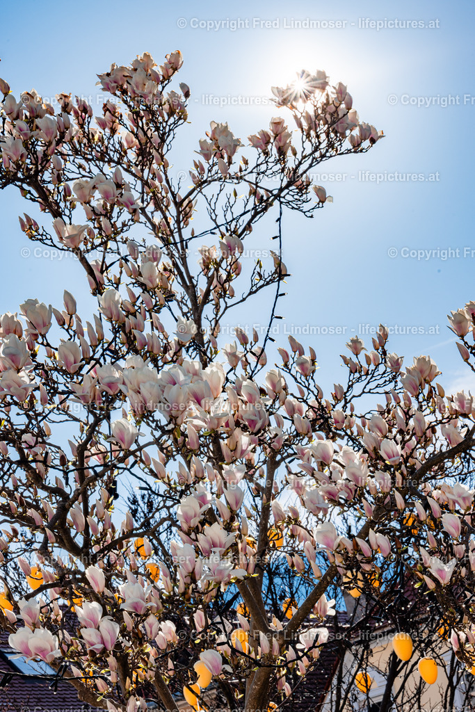 Frohnleiten Osterdeko 09042025 | Fotos und Fotoprodukte - Realisiert mit Pictrs.com