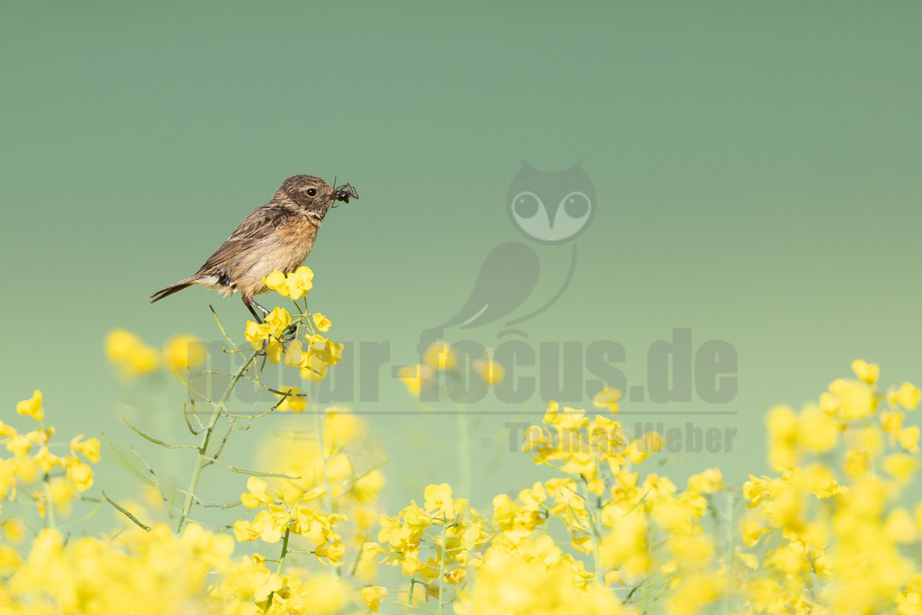 R6M38888_20260508 | Ein weibliches Schwarzkehlchen (Saxicola rubicola) sitzt auf einem gelb blühenden Rapsstängel. Das Tier hält ein dunkles Insekt im Schnabel, was auf eine Fütterungs- oder Jagdinteraktion hindeutet. Der Hintergrund ist unscharf und in einem sanften Grünton gehalten, wodurch das Vogel und die leuchtend gelben Blüten des Rapses im Vordergrund betont werden. - Realisiert mit Pictrs.com