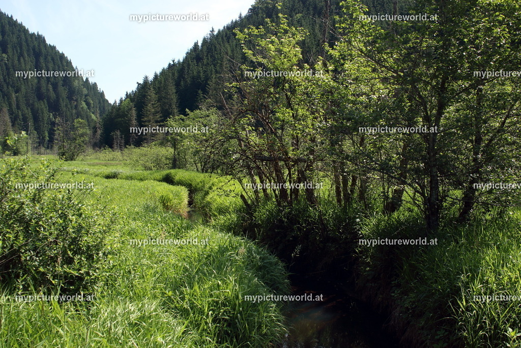 Dobramoos-004 | Das Bilderarchiv über Tiere, Planzen und Landschaften. In der Bilddatenbank finden Sie ein große Auswahl an hochwertigen Bilder für Ihre Werbung - Realisiert mit Pictrs.com