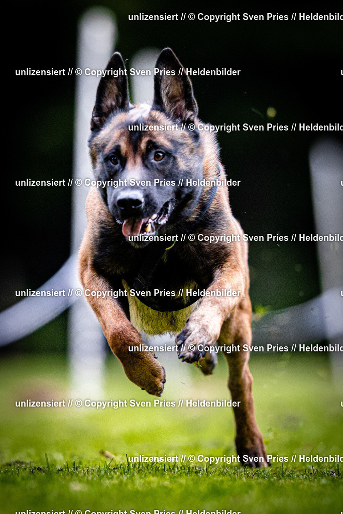 Sven Pries | 2025-10-03 - Hunderennen Obergrombach - Realisiert mit Pictrs.com