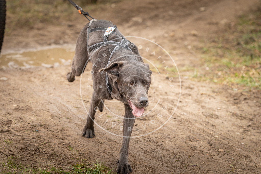 DV3A1143 | Hundefotografie, Tierfotograf, Pfotenfotografie, Fotoshooting Hund, Hunde Portrait, Hundesport, Hundeportraits, Heideshooting, Hunde, Sportfotograf, Hundefotograf, Turnierhundsport, THS,  - Realisiert mit Pictrs.com