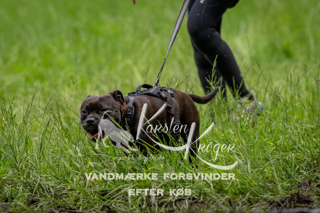 1525_ZZ93380 | kk-dogfotos