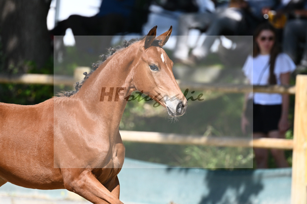 Praesentation Auktionsfohlen_36230129 | hf-fotografie - Realisiert mit Pictrs.com